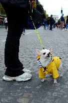 Animal Walk on the Avenue Des Champs Elysees - Paris