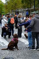 Animal Walk on the Avenue Des Champs Elysees - Paris