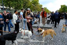 Animal Walk on the Avenue Des Champs Elysees - Paris
