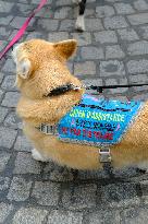 Animal Walk on the Avenue Des Champs Elysees - Paris