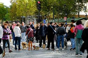 Animal Walk on the Avenue Des Champs Elysees - Paris