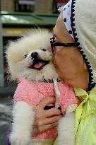 Animal Walk on the Avenue Des Champs Elysees - Paris