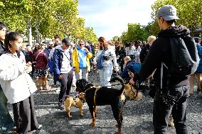 Animal Walk on the Avenue Des Champs Elysees - Paris