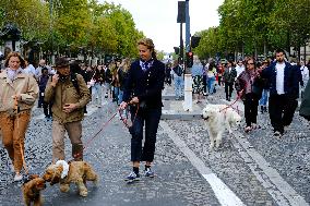 Animal Walk on the Avenue Des Champs Elysees - Paris