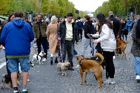 Animal Walk on the Avenue Des Champs Elysees - Paris