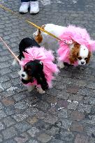 Animal Walk on the Avenue Des Champs Elysees - Paris