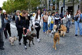 Animal Walk on the Avenue Des Champs Elysees - Paris
