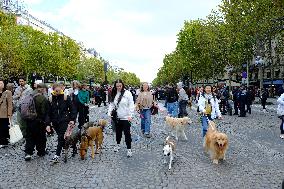 Animal Walk on the Avenue Des Champs Elysees - Paris