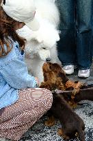Animal Walk on the Avenue Des Champs Elysees - Paris