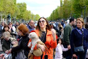 Animal Walk on the Avenue Des Champs Elysees - Paris