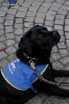 Animal Walk on the Avenue Des Champs Elysees - Paris