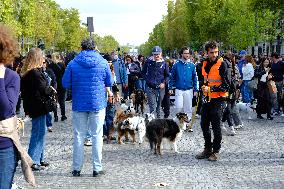 Animal Walk on the Avenue Des Champs Elysees - Paris