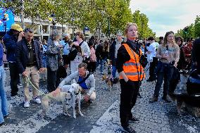 Animal Walk on the Avenue Des Champs Elysees - Paris