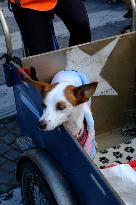 Animal Walk on the Avenue Des Champs Elysees - Paris