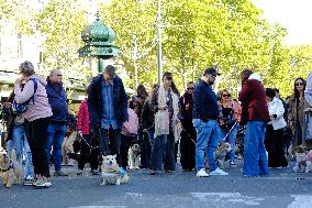 Animal Walk on the Avenue Des Champs Elysees - Paris