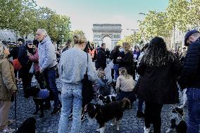 Animal Walk on the Avenue Des Champs Elysees - Paris