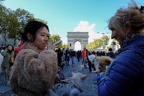 Animal Walk on the Avenue Des Champs Elysees - Paris