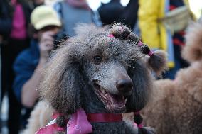 Animal Walk on the Avenue Des Champs Elysees - Paris