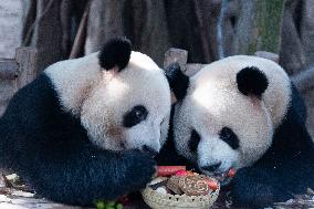 Giant Panda Celebrate Mid-Autumn Festival