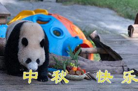 Giant Panda Celebrate Mid-Autumn Festival
