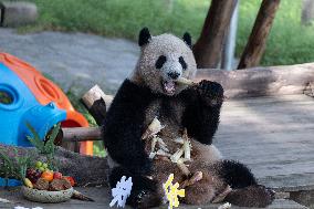 Giant Panda Celebrate Mid-Autumn Festival