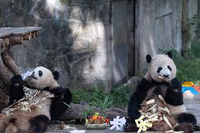 Giant Panda Celebrate Mid-Autumn Festival