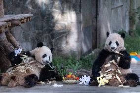 Giant Panda Celebrate Mid-Autumn Festival