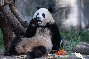 Giant Panda Celebrate Mid-Autumn Festival