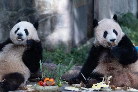 Giant Panda Celebrate Mid-Autumn Festival
