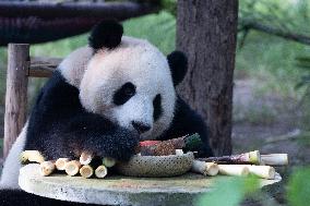 Giant Panda Celebrate Mid-Autumn Festival