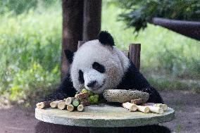 Giant Panda Celebrate Mid-Autumn Festival