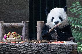 Giant Panda Celebrate Mid-Autumn Festival