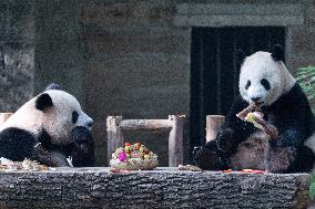 Giant Panda Celebrate Mid-Autumn Festival