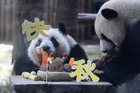 Giant Panda Celebrate Mid-Autumn Festival