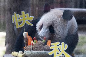 Giant Panda Celebrate Mid-Autumn Festival