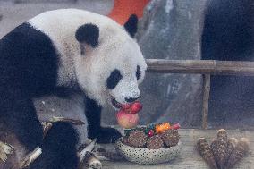Giant Panda Celebrate Mid-Autumn Festival