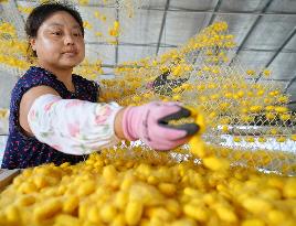 Silkworm Cocoons Harvest in Hai'an