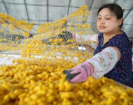 Silkworm Cocoons Harvest in Hai'an