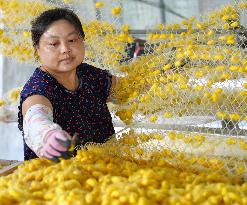 Silkworm Cocoons Harvest in Hai'an