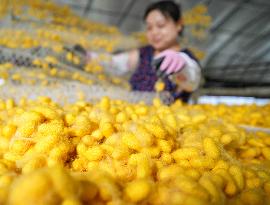 Silkworm Cocoons Harvest in Hai'an