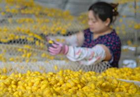 Silkworm Cocoons Harvest in Hai'an