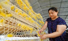 Silkworm Cocoons Harvest in Hai'an