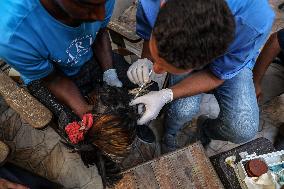 Volunteer Veterinarians Treat Animals in The Gaza Strip