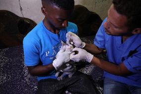 Volunteer Veterinarians Treat Animals in The Gaza Strip
