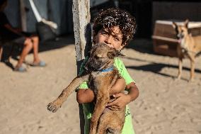 Volunteer Veterinarians Treat Animals in The Gaza Strip