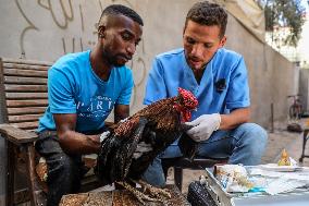 Volunteer Veterinarians Treat Animals in The Gaza Strip
