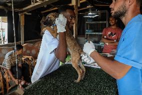 Volunteer Veterinarians Treat Animals in The Gaza Strip