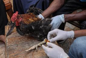 Volunteer Veterinarians Treat Animals in The Gaza Strip