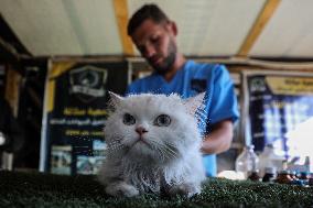 Volunteer Veterinarians Treat Animals in The Gaza Strip