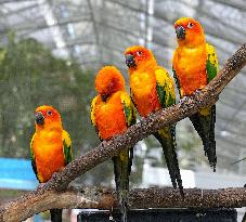 Sun conures